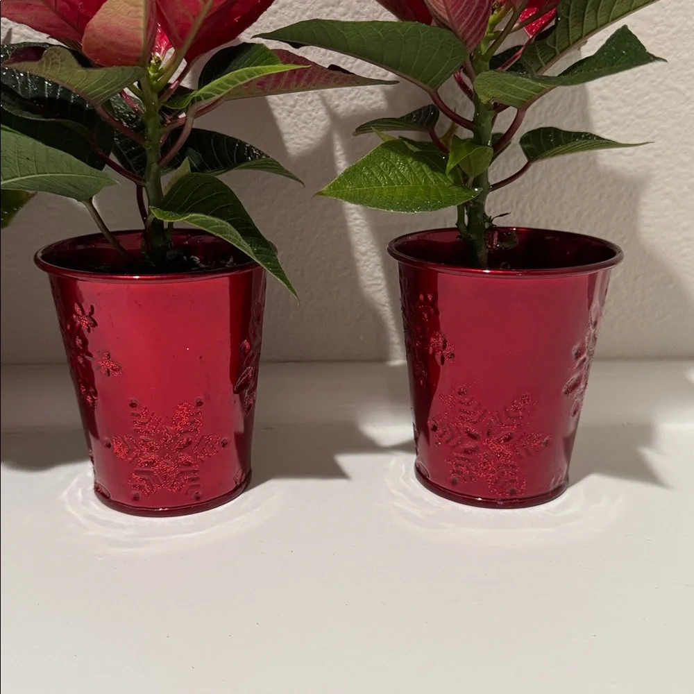 6 Mini Holiday Plant Pot